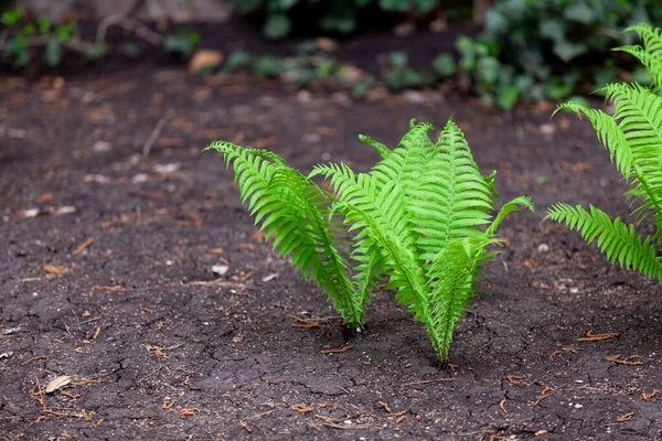Beautiful green fern leaves on a plot of black soil on a summer da