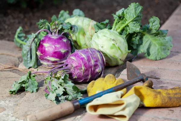 Purple and green heads of kohlrabi cabbage with tops lie on the stonework. Nearby are work gloves and a miniature manual chopper