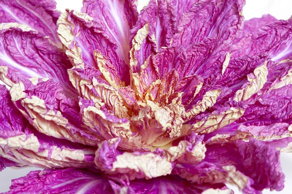 Mor Çin lahanası, yaprakları beyaz bir sırtüstü uzanmış çiçek şeklinde.