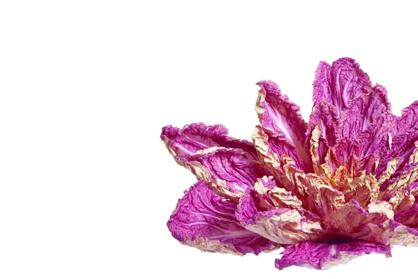 Mor Çin lahanası, yaprakları beyaz bir sırtüstü uzanmış çiçek şeklinde.