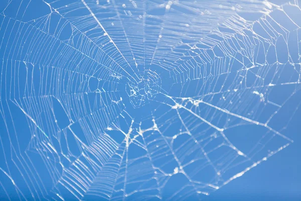 Complex web without a spider against a clear blue sk