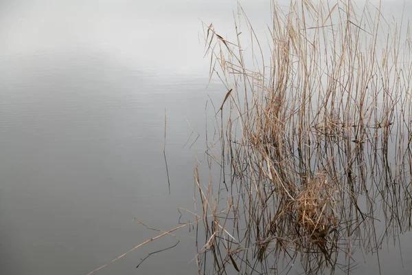 Thin Stalks Dry Reeds Grow Chaotically Water Still Lak — Foto de Stock