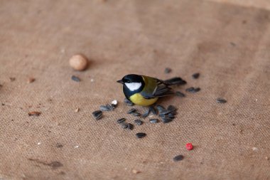 Lovely tit sits on a burlap. Nearby are black sunflower seeds. Close-u