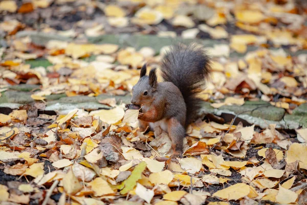 red squirrel with a fluffy tail sits on the ground. Yellow dry fallen birch leaves lie aroun