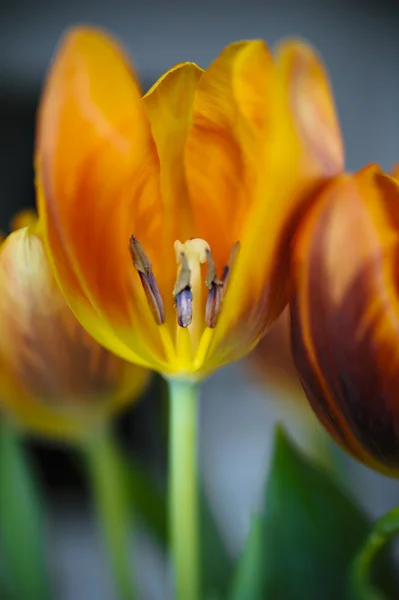 Ostré tulipány — Stock fotografie