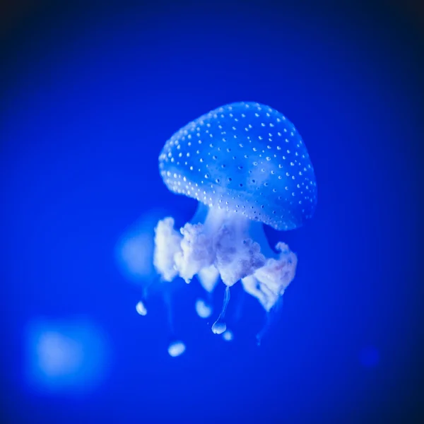 Medusas manchadas (Phyllorhiza punctata ) — Fotografia de Stock