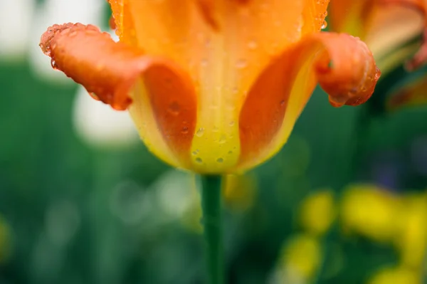 Тюльпан дощем — стокове фото