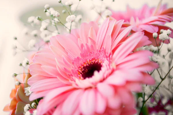 Fiore di gerbero rosa — Foto Stock