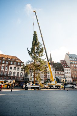 Strazburg Noel ağacı dikildi
