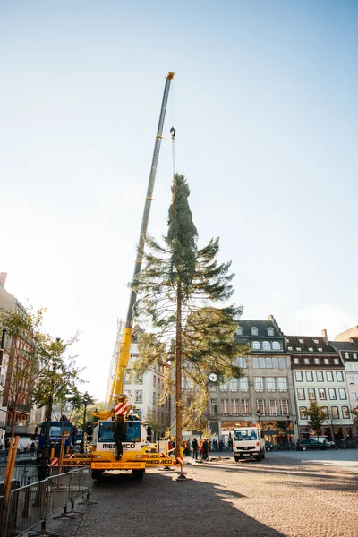 Strazburg Noel ağacı dikildi — Stok fotoğraf