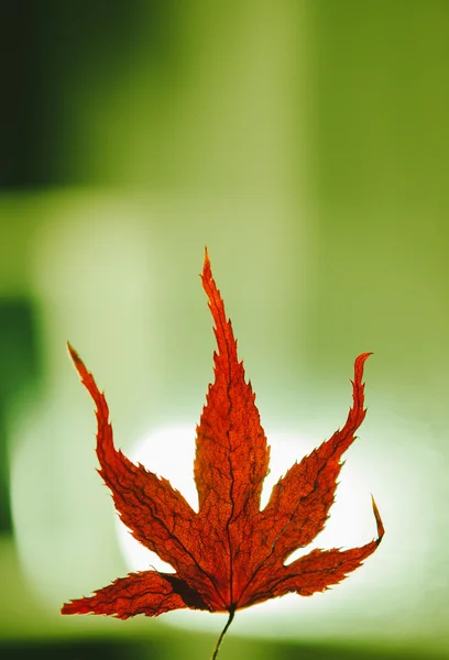 Concept d'automne avec micro feuille d'érable — Photo