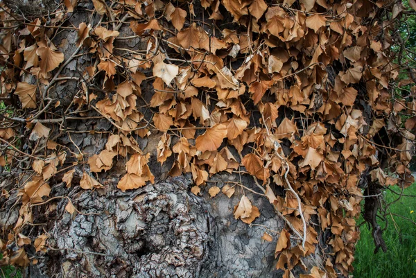 Osage Orangenbaumstamm. — Stockfoto