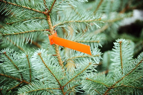 Precio del árbol de Navidad —  Fotos de Stock