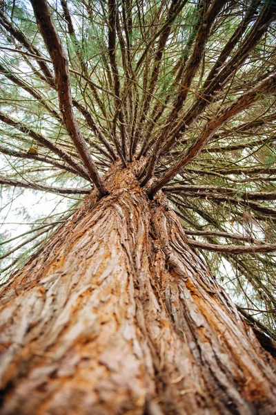 Sequoia treefrom nedan — Stockfoto