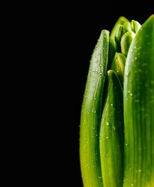 Spring bud with water drops — Stock Photo, Image