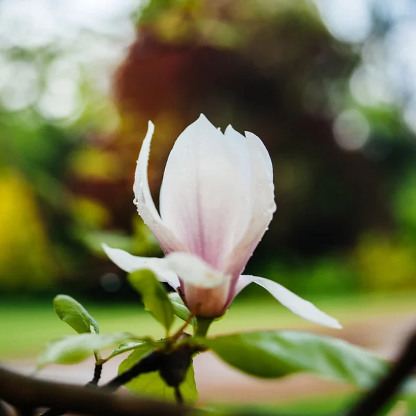 Magnolia flower — Stock Photo, Image