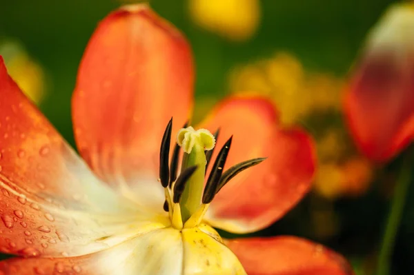 Ouvrir la tulipe dans un jardin — Photo