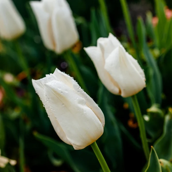 Weiße sinnliche Tulpe — Stockfoto