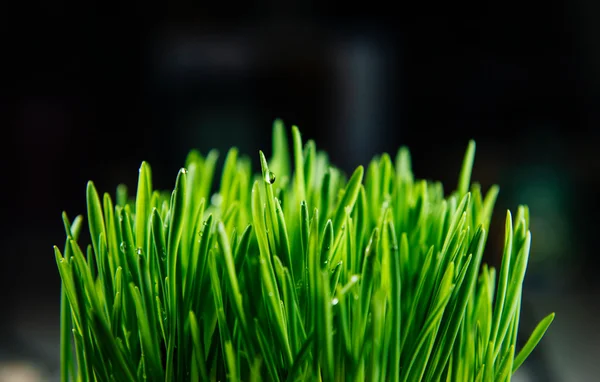 Flecken frisches grünes Gras — Stockfoto