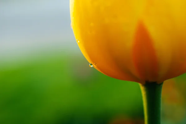 Sensuous tulip with raindrop