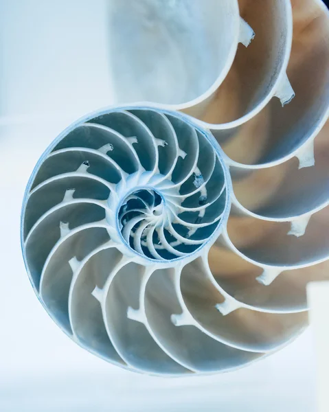 Abschneiden der Nautilus-Schale — Stockfoto