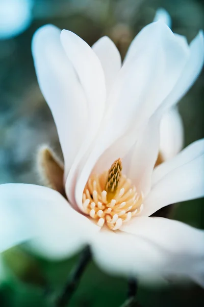 Magnolia flor abierta - flor elegante —  Fotos de Stock