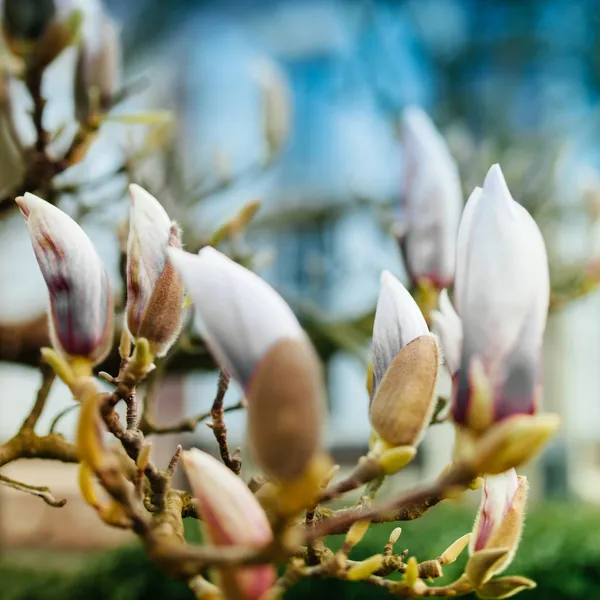 Bourgeons de fleurs de Magnolia bientôt fleurir — Photo