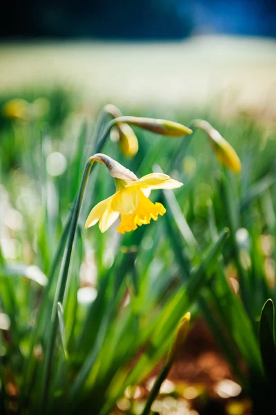 Narcisse jaune dans le parc — Photo