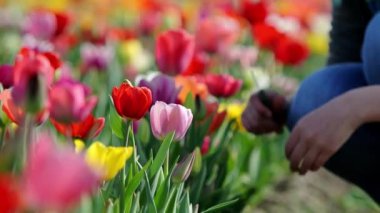 kadın eli taze Lale çiçek toplama