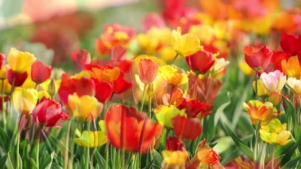 Tulipe se démarque 