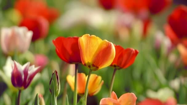 Красивые тюльпаны в поле возле Амстердама, Нидерланды — стоковое видео