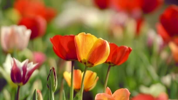 Belles tulipes dans le champ près de Amsterdam, Pays-Bas 