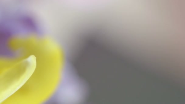 Lebendige gelbe Freesia-Blume — Stockvideo