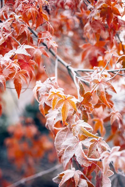 Кленовая листва зимой - покрытая снегом — стоковое фото