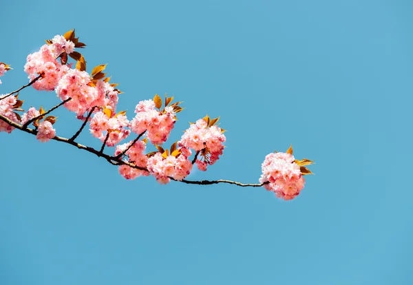 Fresh flowering sakura