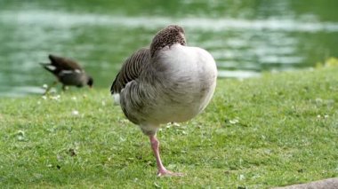 Bir parkta güzel kaz