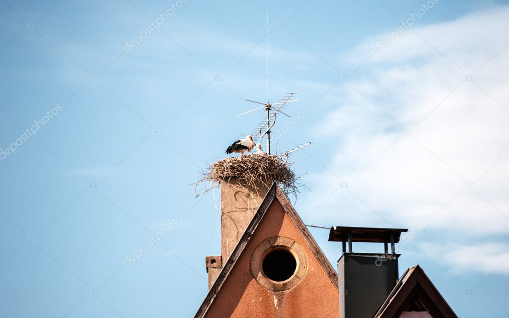 Stork ciconia ciconia nest on a house