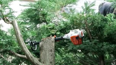 profesyonel bahçıvan çalışıyor