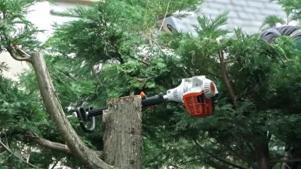 Jardinero profesional recortando un árbol — Vídeos de Stock