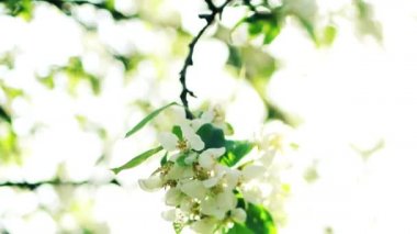 Sakura şube beyaz çiçekli
