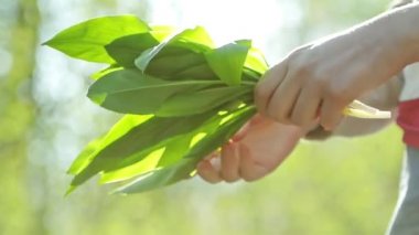 Yabani sarımsak hasadı kadın
