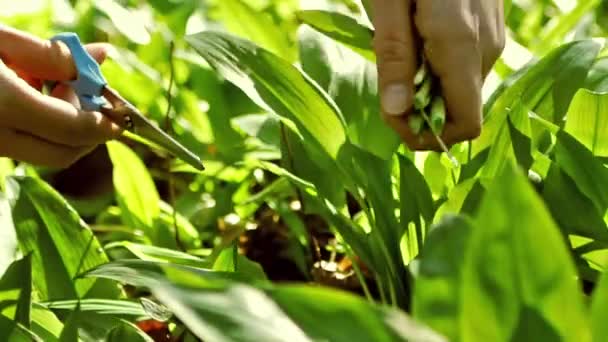 Mujer cosechando ajo silvestre — Vídeos de Stock