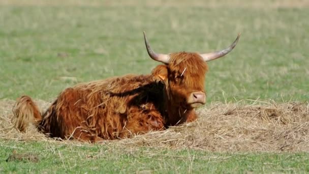 Scottish Highland Cattle — Stockvideo