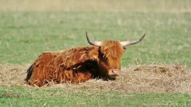 Scottish highland cattle — Stock Video