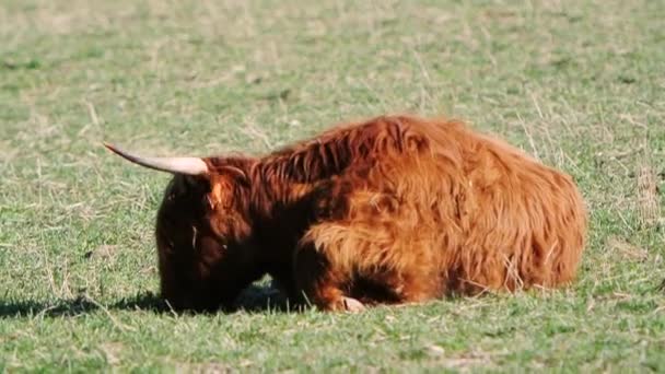 Scottish Highland Cattle — Stockvideo