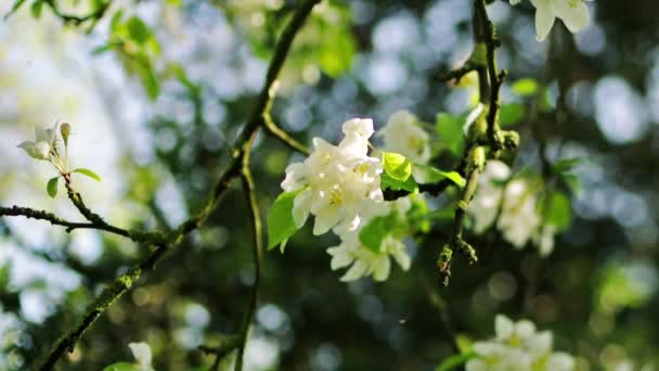 Sakura branch with white flowers — Stock Video