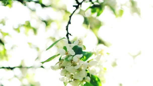 Sakura branch with white flowers — Stock Video