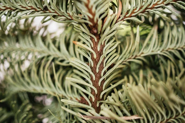 Nahaufnahme des Astes der Makrotanne — Stockfoto