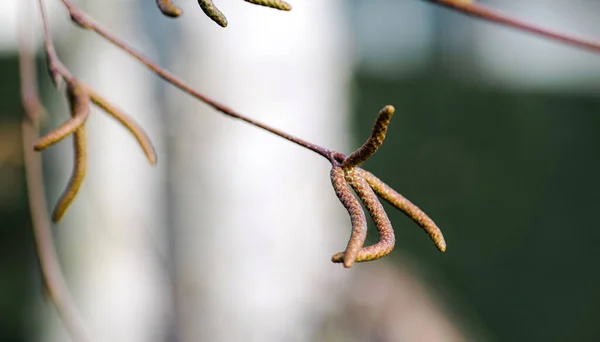 Corylus avellana L conocida como avellana común a principios del invierno —  Fotos de Stock