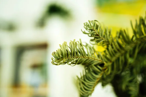 Árbol de abeto primer plano macro shot - rama de árbol siempreverde con fondo borroso desenfocado —  Fotos de Stock